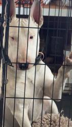 Lost Male Dog last seen Chenango and Himalaya, Aurora, CO 80015