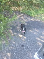 Shelter Stray Female Dog last seen Near Shannon Bradley Rd, Gastonia, NC, 1491 Business Park Ct, Gastonia, NC 28052, USA