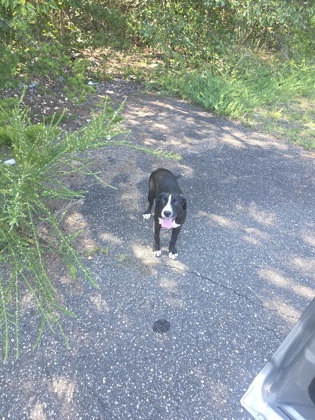 Shelter Stray Female Dog last seen Near Shannon Bradley Rd, Gastonia, NC, 1491 Business Park Ct, Gastonia, NC 28052, USA