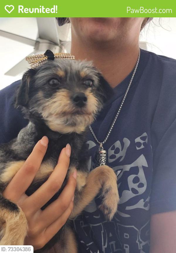 Reunited Female Dog last seen Near sw 11 st Miami , Florida 33174, Miami, FL 33174