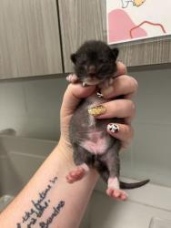 Shelter Stray Male Cat last seen 17th and Gillespie Pl, 64106, MO, 7077 Elmwood Ave, Kansas City, MO 64132, USA