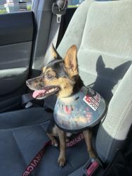 Found/Stray Male Dog last seen Aremenia ave, Tampa, FL 33607