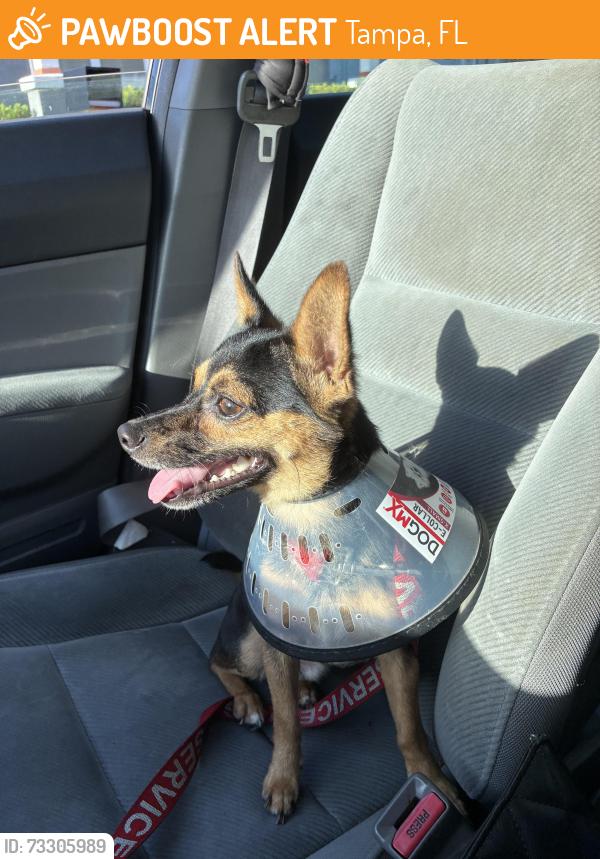 Found/Stray Male Dog last seen Aremenia ave, Tampa, FL 33607