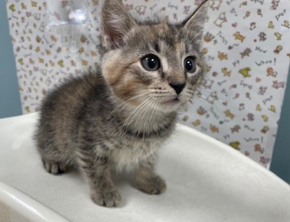 Shelter Stray Female Cat last seen Near Farnham Rd, 43607, OH, 827 Illinois Ave, Maumee, OH 43537, USA