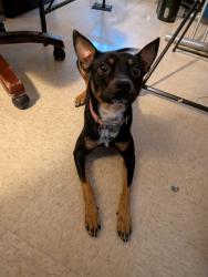 Shelter Stray Female Dog last seen 21st Ave NE, Seattle, WA, 2061 15th Ave W, Seattle, WA 98119, USA