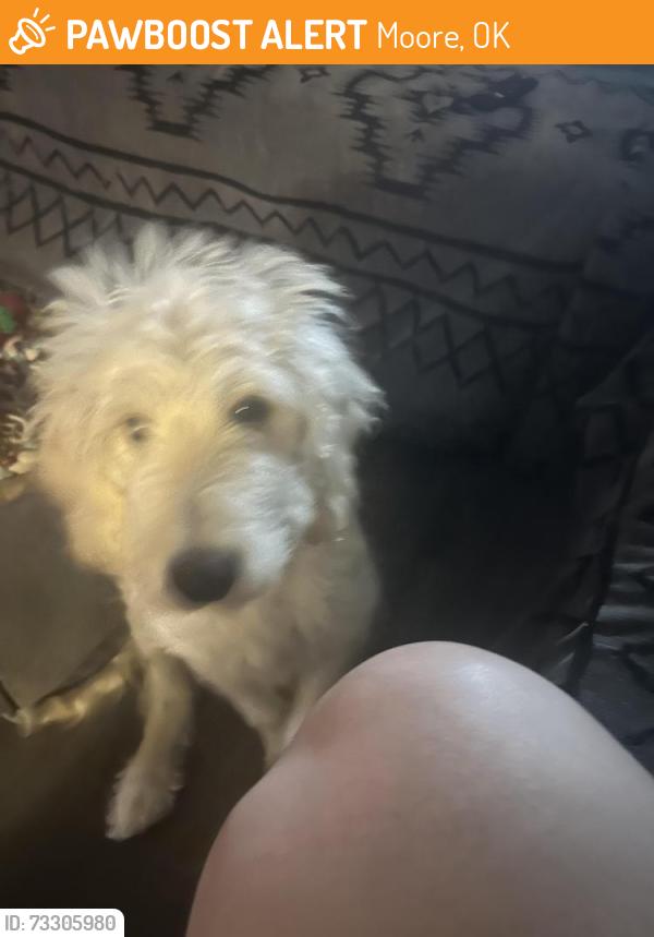 Found/Stray Male Dog last seen Na, Moore, OK 73160