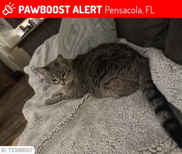 Lost Female Cat last seen Freeboard Blvd, Pensacola, FL 32507