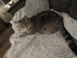 Lost Female Cat last seen Freeboard Blvd, Pensacola, FL 32507