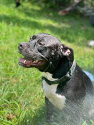 Lost Male Dog last seen bolton sve, Hudson, FL 34667