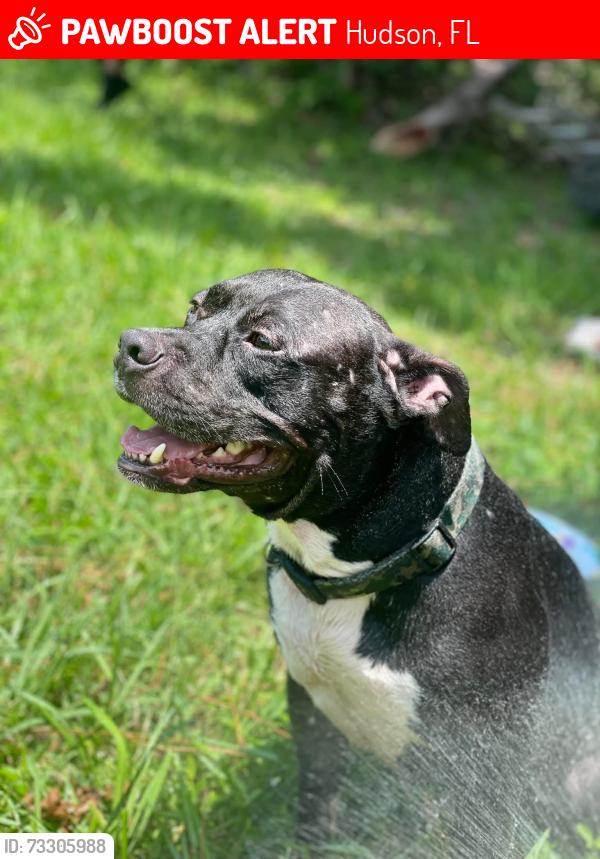 Lost Male Dog last seen bolton sve, Hudson, FL 34667