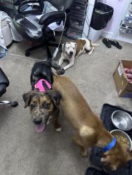 Reunited Male Dog last seen Stuart Mill Road and Yancy Rd, Douglasville, GA 30135