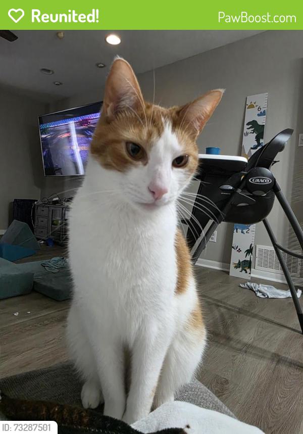 Reunited Male Cat last seen Montecito, Denton, TX 76210
