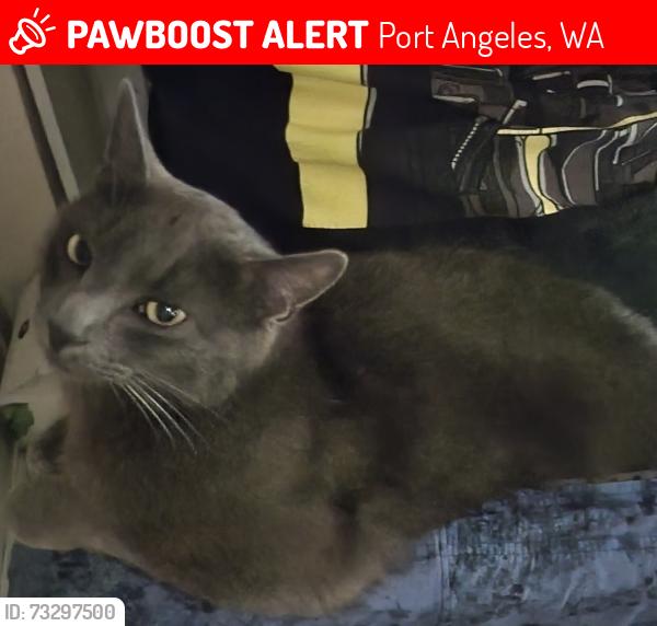 Lost Male Cat last seen F, Port Angeles, WA 98363
