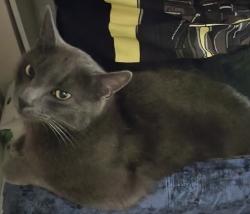 Lost Male Cat last seen F, Port Angeles, WA 98363