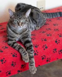 Reunited Female Cat last seen Neighborhood off 25th St and 17th Ave, Fargo, ND 58103