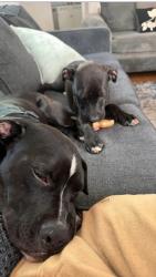 Reunited Male Dog last seen Se 29th and s post, Midwest City, OK 73130