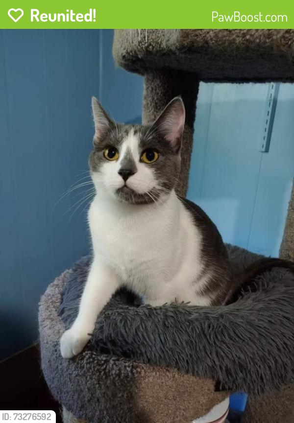 Reunited Female Cat last seen 51st and Wahner, Brown Deer, WI 53223
