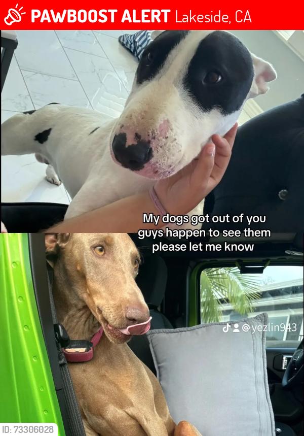 Lost Male Dog last seen Nopal and lozita way, Lakeside, CA 92040