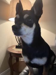Lost Male Dog last seen Marzia Ave, Fresno, TX 77545