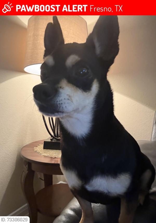 Lost Male Dog last seen Marzia Ave, Fresno, TX 77545