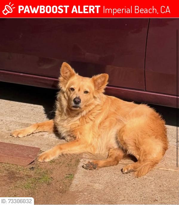Lost Male Dog last seen Palm ave imperial beach, Imperial Beach, CA 91932