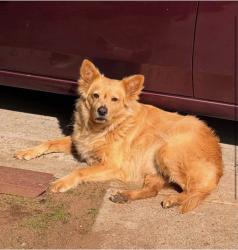 Lost Male Dog last seen Palm ave imperial beach, Imperial Beach, CA 91932