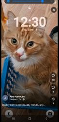 Lost Male Cat last seen Florence Hickory, Roseville, CA 95678