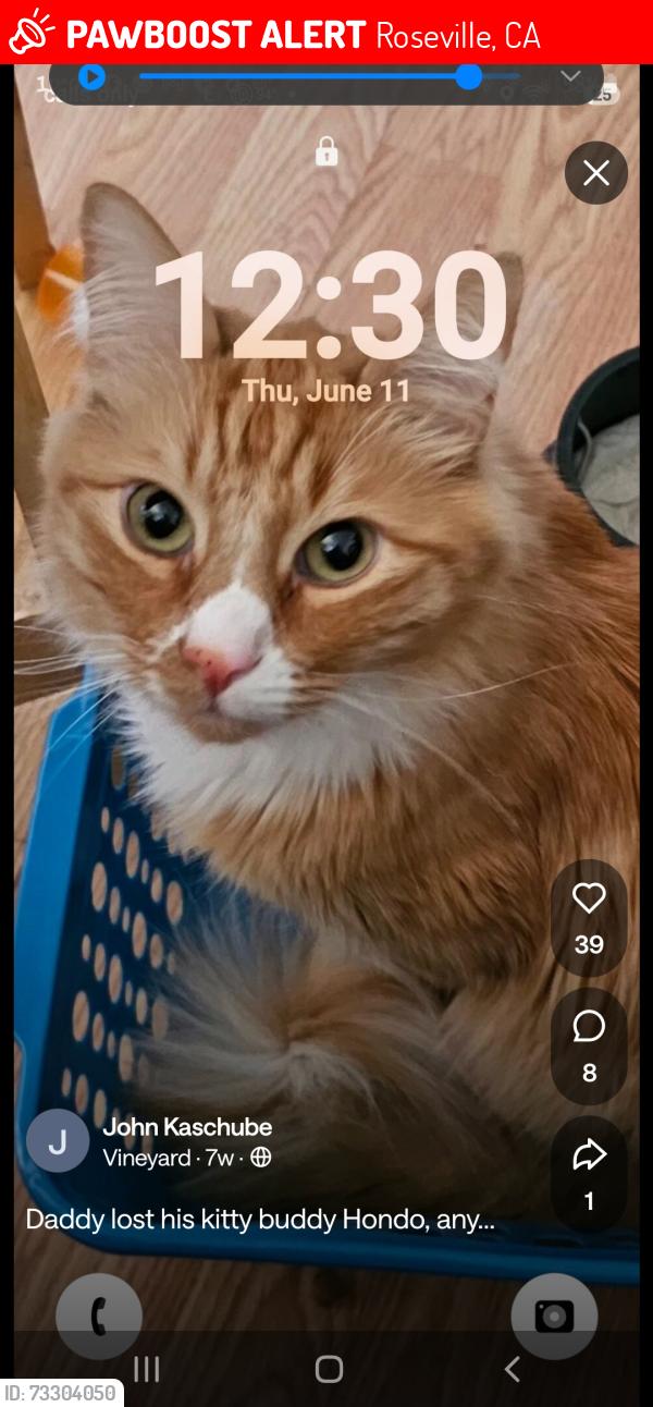 Lost Male Cat last seen Florence Hickory, Roseville, CA 95678