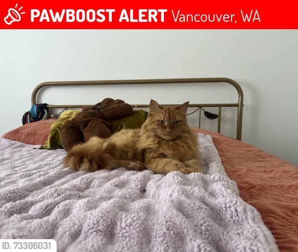 Lost Male Cat last seen Sedona at bridgecreek apmts, Vancouver, WA 98664