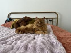 Lost Male Cat last seen Sedona at bridgecreek apmts, Vancouver, WA 98664