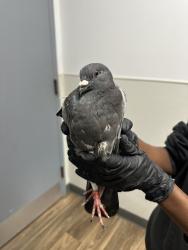 Shelter Stray Unknown Bird last seen San Diego, CA, 92129, 5500 Gaines St, San Diego, CA 92110, USA