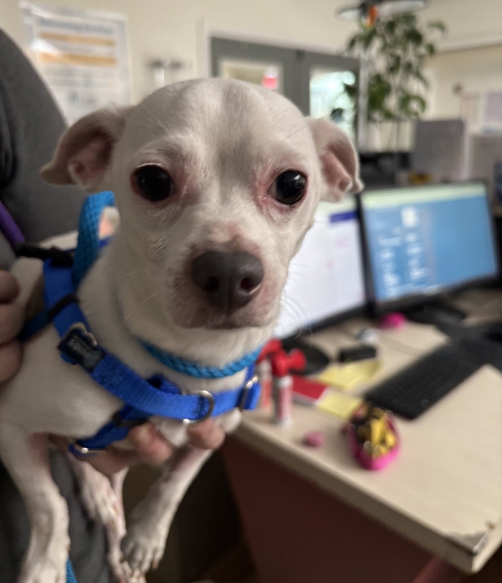 Shelter Stray Male Dog last seen Near E Timberlake West Drive, SHELTON, WA, 98584, 9167 Dickey Rd NW, Silverdale, WA 98383, USA