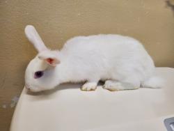 Shelter Stray Female Rabbit last seen fireside Drive, Oceanside, CA, 92057, Oceanside, CA 92058, USA
