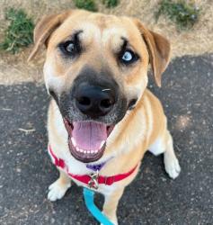 Shelter Stray Male Dog last seen Mt Tabor, PORTLAND, OR, 97215, 1700 W Historic Columbia River Hwy, Troutdale, OR 97060, USA
