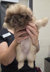 Shelter Stray Male Dog last seen Near E Madison Avenue, El Cajon, CA, 92021, El Cajon, CA 92020, USA