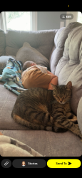 Lost Male Cat last seen Plummers pool, Sylvania, OH 43560