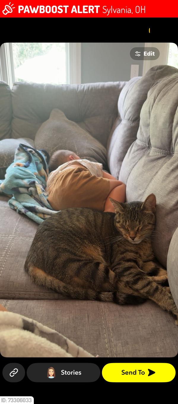 Lost Male Cat last seen Plummers pool, Sylvania, OH 43560