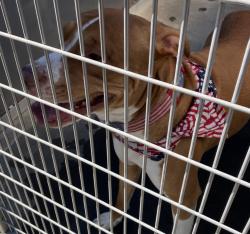 Shelter Stray Male Dog last seen Near blk n Swift, OR, 1700 W Historic Columbia River Hwy, Troutdale, OR 97060, USA