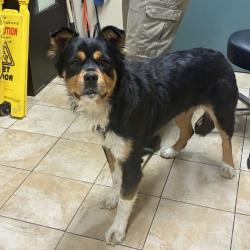 Shelter Stray Female Dog last seen SE 80th Ave + Pine St, OR, 1700 W Historic Columbia River Hwy, Troutdale, OR 97060, USA