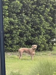 Reunited Unknown Dog last seen Hunt Club & West Pointer Loop, Citrus Hills, FL 34464