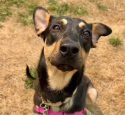 Shelter Stray Male Dog last seen N Interstate & N Alberta, PORTLAND, OR, 97217, 1700 W Historic Columbia River Hwy, Troutdale, OR 97060, USA