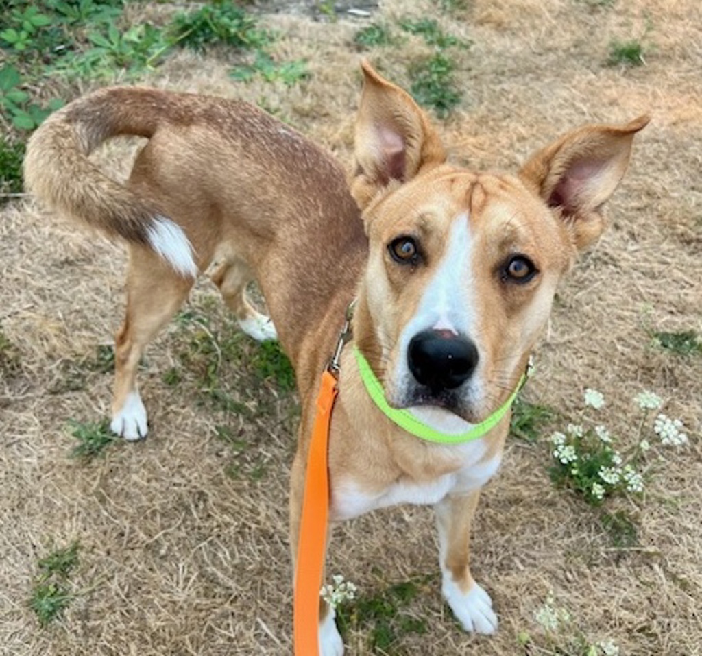 Shelter Stray Male Dog last seen NW Glisan, OR, 1700 W Historic Columbia River Hwy, Troutdale, OR 97060, USA