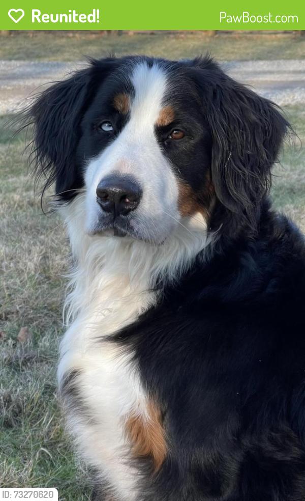 Reunited Female Dog last seen George Rogers Clark Park, Springfield, OH 45504