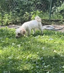 Lost Female Dog last seen Near Bryant Ave N, Minneapolis, MN 55411