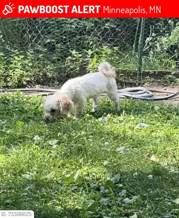 Lost Female Dog last seen Near Bryant Ave N, Minneapolis, MN 55411
