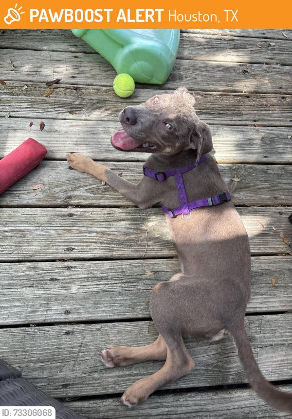 Found/Stray Female Dog last seen Lansdale park, Houston, TX 77036