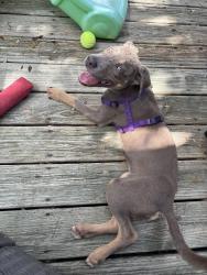 Found/Stray Female Dog last seen Lansdale park, Houston, TX 77036