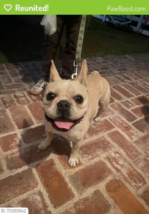 Reunited Male Dog last seen Hanover Dr. Costa Mesa, Costa Mesa, CA 92626
