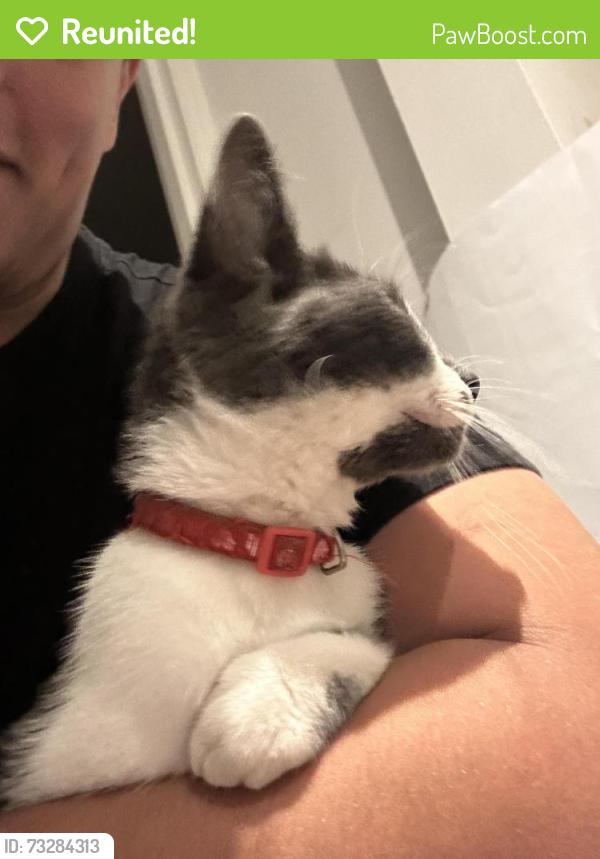 Reunited Female Cat last seen Yerbury Road n19 next to Whittington Park, Archway, England N19 4RS