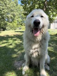 Found/Stray Male Dog last seen Between 27 and Olde Carthage Farms, Carthage, NC 28327